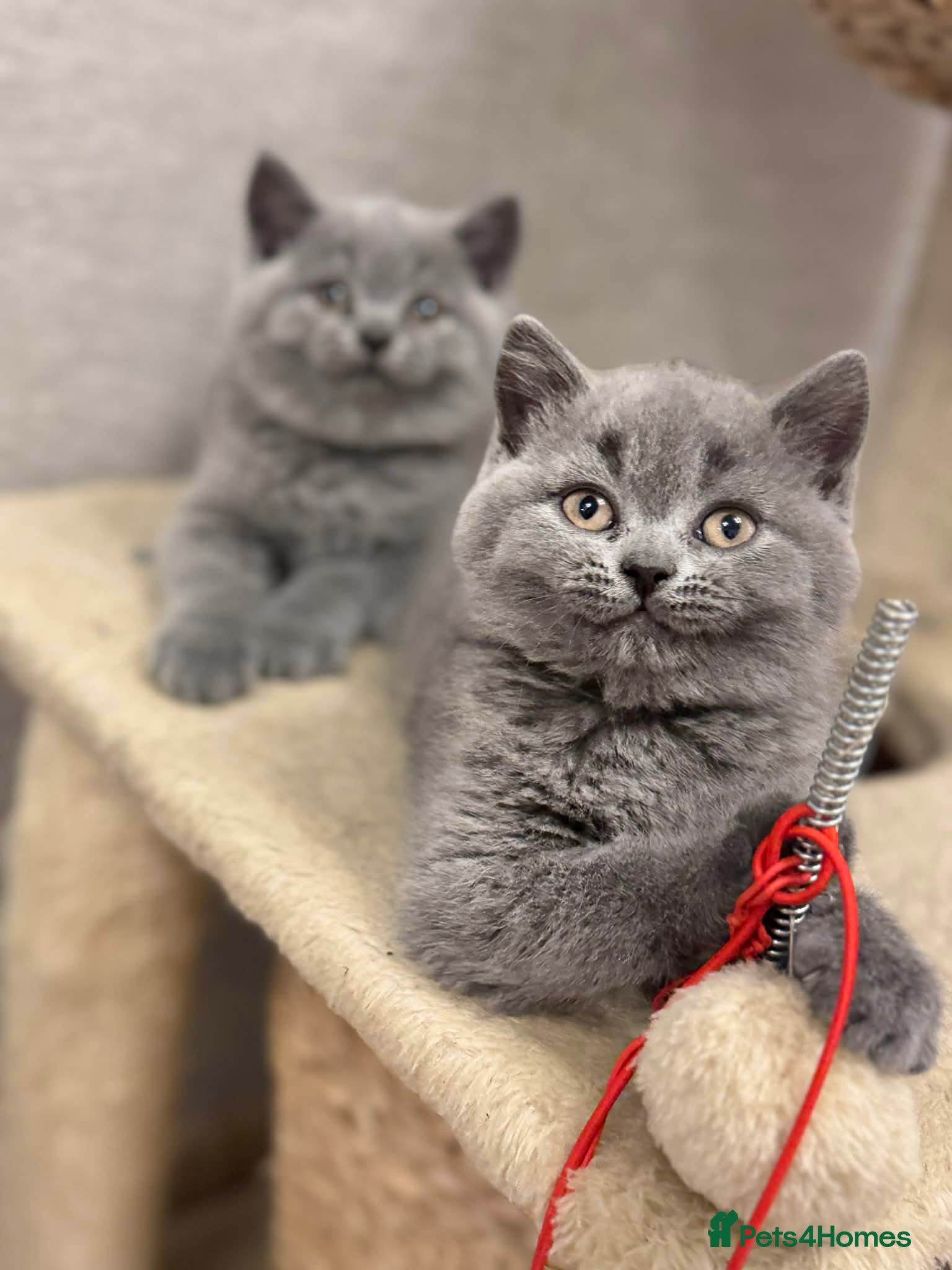 British Shorthair cats 🐾 Beautiful 7 British Shorthair Kittens 🐾  - Advert 7