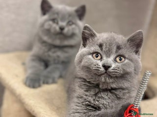 British Shorthair cats 🐾 Beautiful 7 British Shorthair Kittens 🐾 - Advert 4