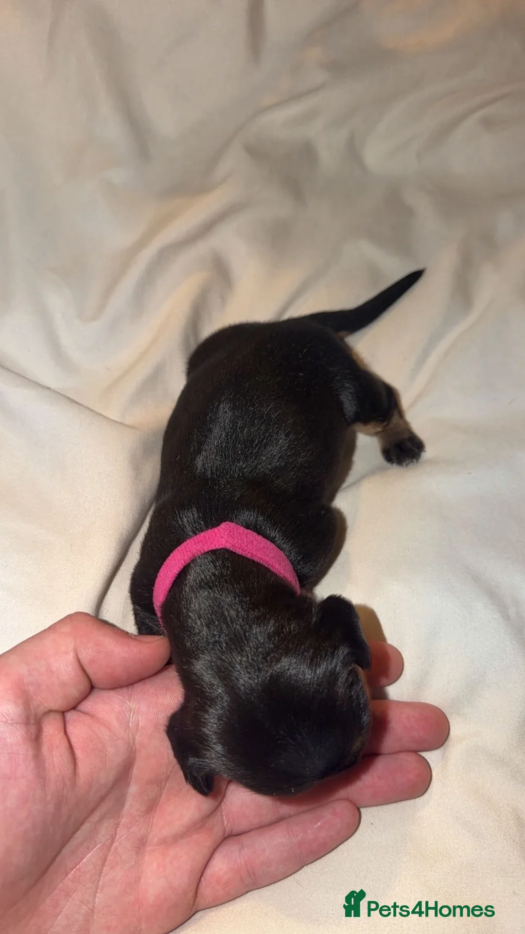 Miniature Dachshund dogs for sale: Miniature dachshunds puppies for sale!  in Wolverhampton - Advert 12