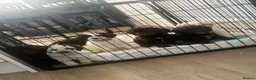 Cockapoo dogs for sale: Reduced! Fully health checked f2 Cockapoo puppy’s  - Advert 9