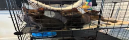 Mixed Breed cats for sale: British shorthair x kittens  - Advert 1