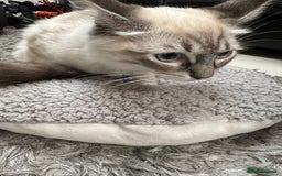 Ragdoll cats for sale: Ragdoll Lynx Blue point male - Image 4