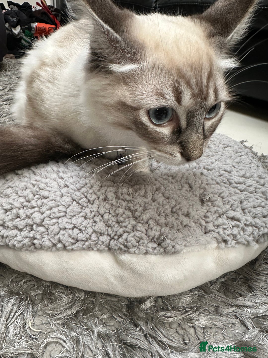 Ragdoll cats for sale: Ragdoll Lynx Blue point male - Image 4