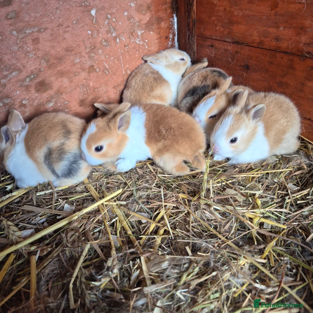 Dutch rabbits for sale: Dutch rabbits - Advert 5