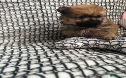 Mixed Breed dogs for sale: RARE  Shipom /pomshi Pomeranian and Shihtzu cross  - Image 9