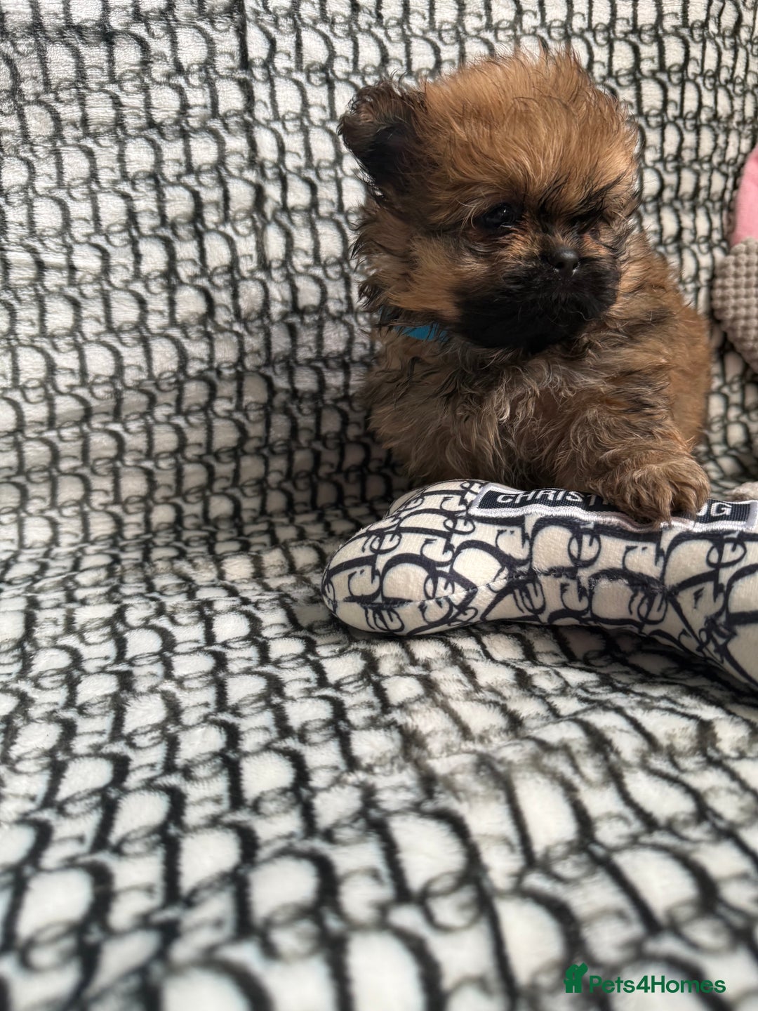 Mixed Breed dogs for sale: RARE  Shipom /pomshi Pomeranian and Shihtzu cross  - Image 9