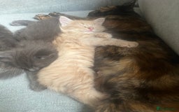 Mixed Breed cats for sale: 2 male kittens for sale - Image 6