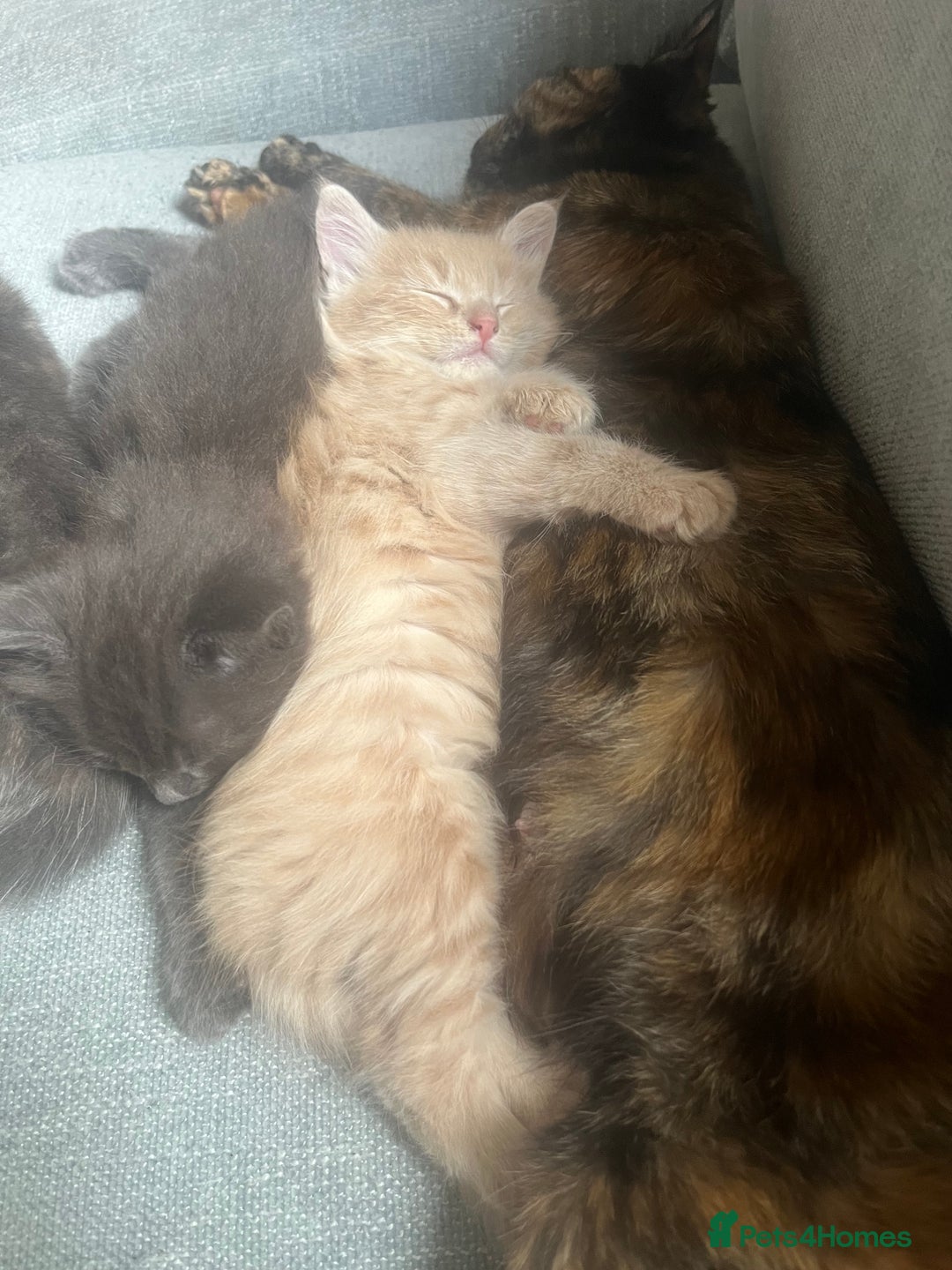 Mixed Breed cats for sale: 2 male kittens for sale - Image 6