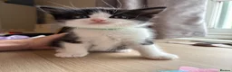 Persian cats for sale: Persian Dollface x BSH - Advert 8