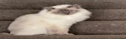 Ragdoll cats for sale: Ragdoll sisters - Advert 4