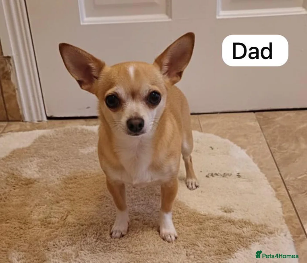 Chihuahua dogs for sale: Chihuahua Puppies  - Advert 13