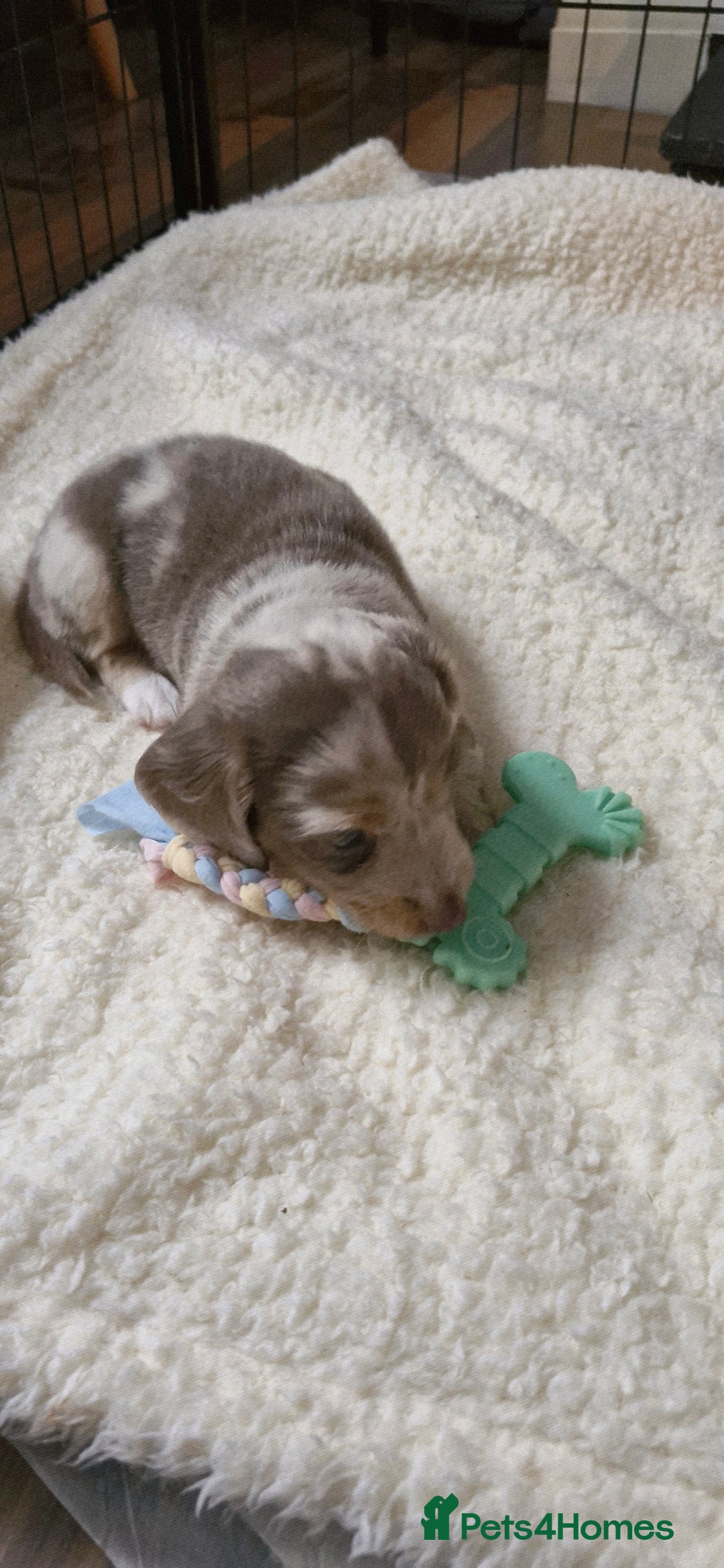 Miniature Dachshund dogs for sale: Longhaired miniature dachshunds  - Image 23