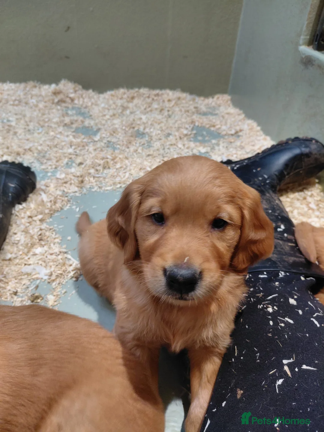 Golden Retriever dogs for sale: BEAUTIFUL GOLDEN RETRIEVERS-PARENTS HEALTH TESTED - Advert 3