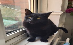 Domestic Shorthair cats for sale: 2 cats (nearly 1 year old)  - Image 4