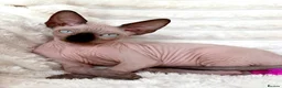 Sphynx cats for sale: Canadian Sphynx Kittens  - Advert 5