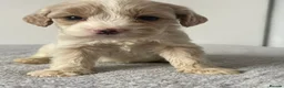 Cockapoo dogs for sale: Cockapoo Puppies  - Advert 21