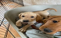 Labrador Retriever dogs for sale: KC Reg Labrador Puppy **LAST ONE ** - Image 4