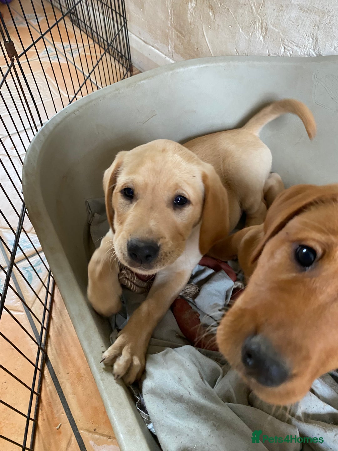 Labrador Retriever dogs for sale: KC Reg Labrador Puppy **LAST ONE ** - Image 4