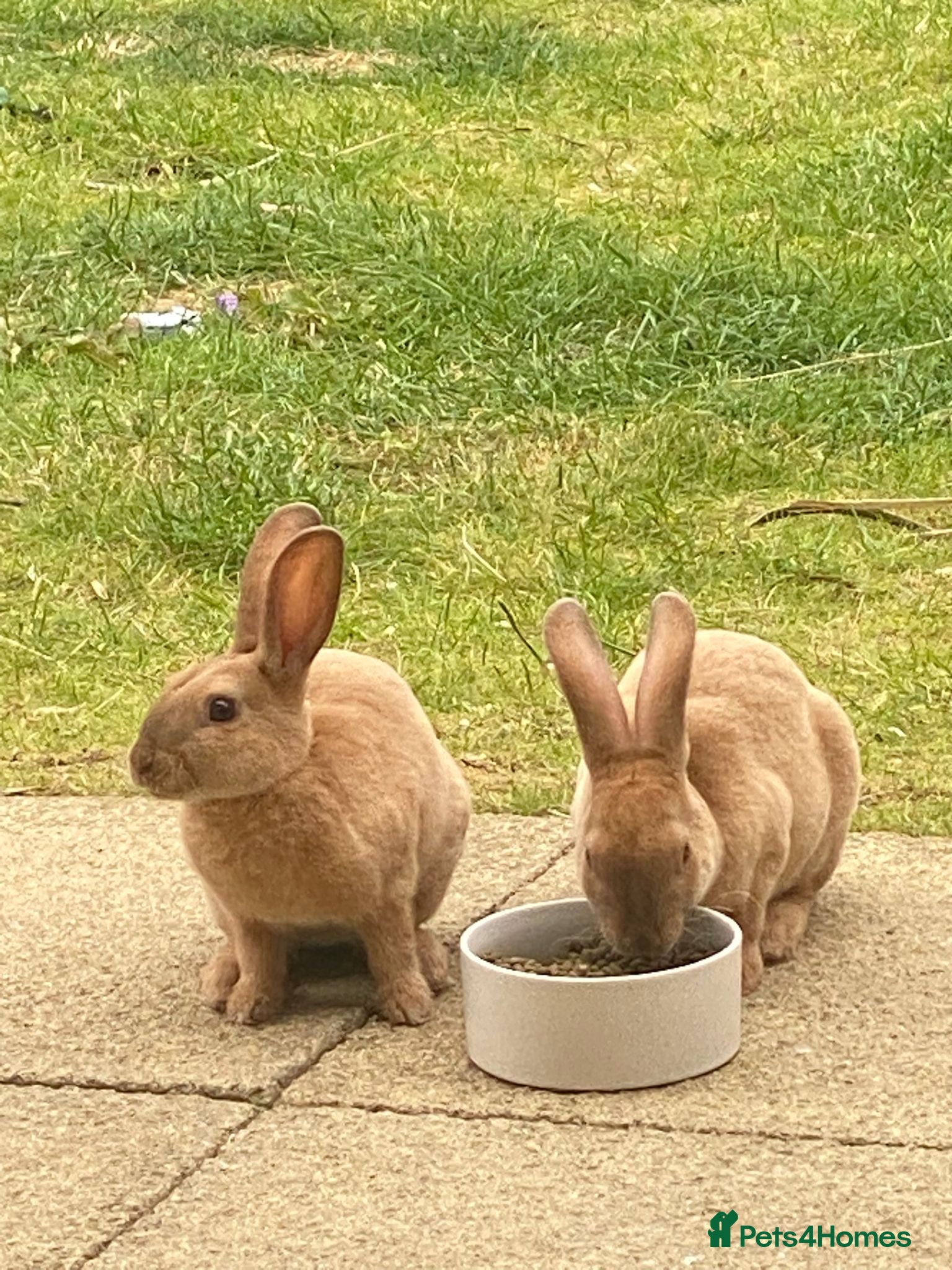 Rex rabbits Peach and Apricot need rehoming - Advert 1