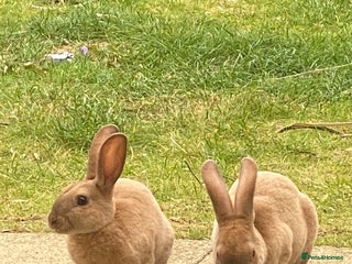 Rex rabbits Peach and Apricot need rehoming - Advert 1