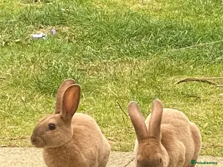 Rex rabbits Peach and Apricot need rehoming - Advert 4