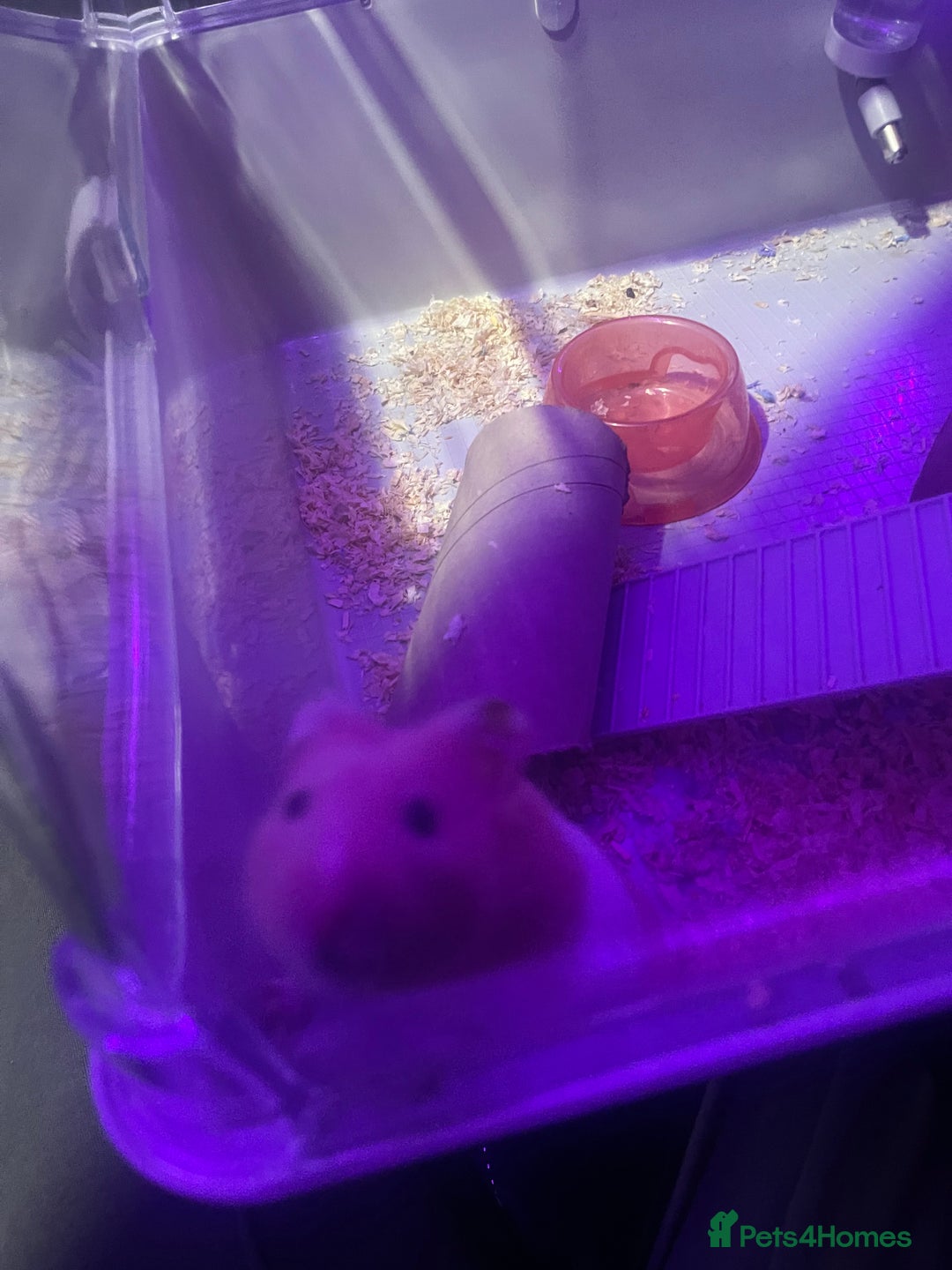 Hamster rodents for sale: Chunk the hamster  - Image 10
