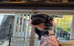 Mixed Breed dogs for sale: Mixed breed puppies  - Image 3