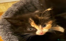 Ragcoon cats for sale: Ragdoll cross Maine coon - Image 24