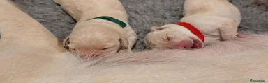 #DigbyTheDoubleDoodle