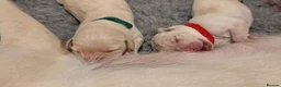 Mixed Breed dogs for sale: Beautiful Golden Labradoodle Doubledoodle Puppies in Nantwich - Advert 22
