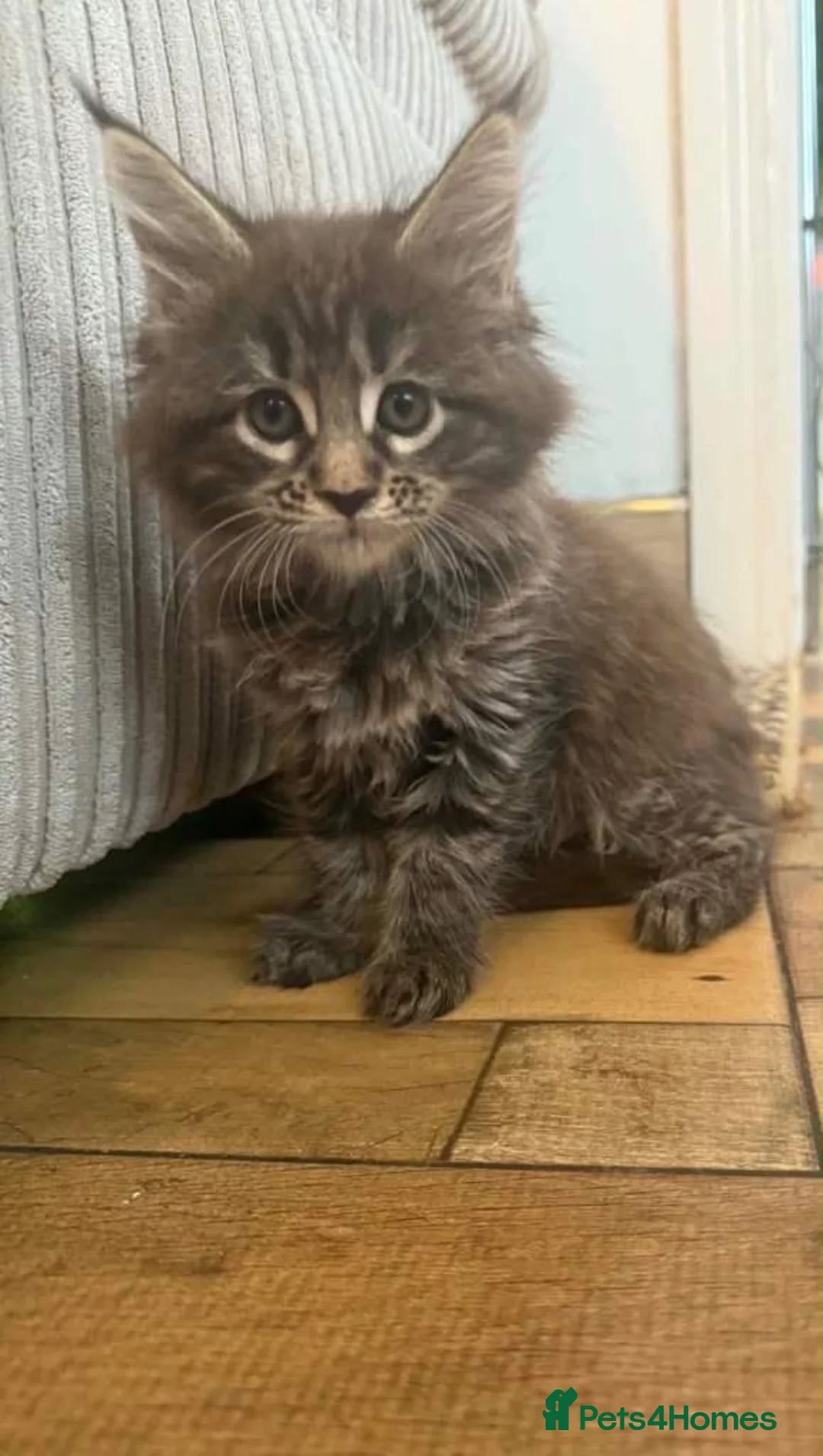 Maine Coon cats for sale:  Maine Coon Kittens – Loving, Playful & Beautiful in Leeds - Advert 3