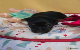 Yorkshire Terrier dogs for sale: Miniature yorkshire terrier puppy - Advert 16