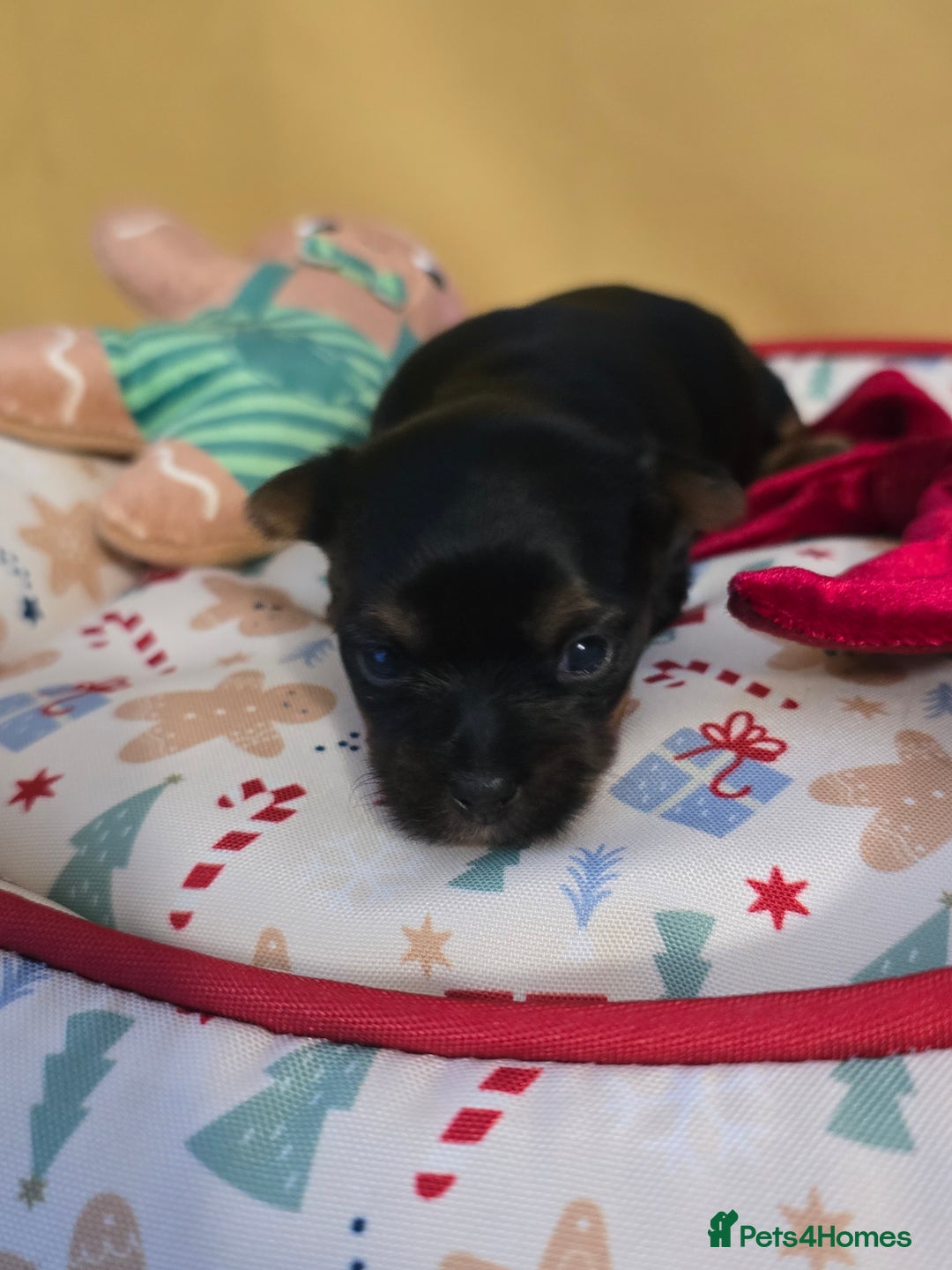 Yorkshire Terrier dogs for sale: Miniature yorkshire terrier puppy - Advert 16