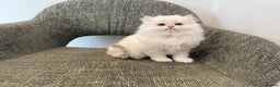 British Longhair cats for sale: Colour point British longhair boy - Advert 6