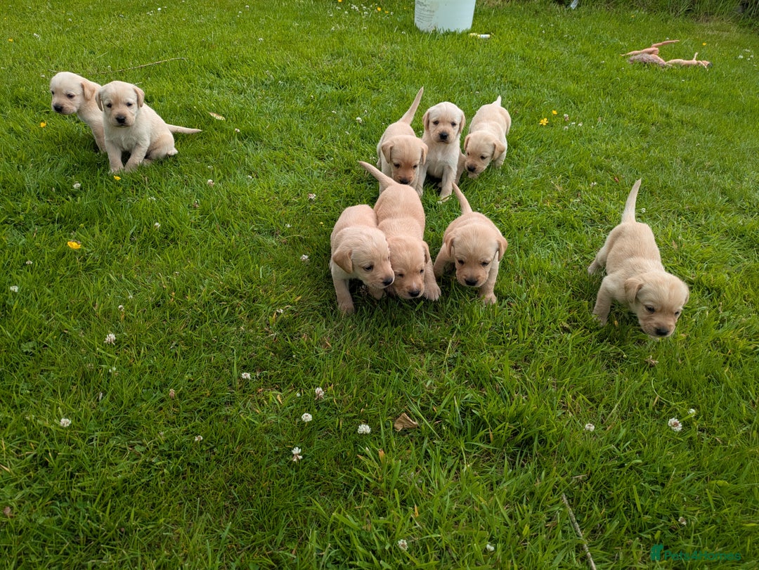 Labrador Retriever dogs for sale: Healthy Adorable kC registered Labrador puppies  - Image 9