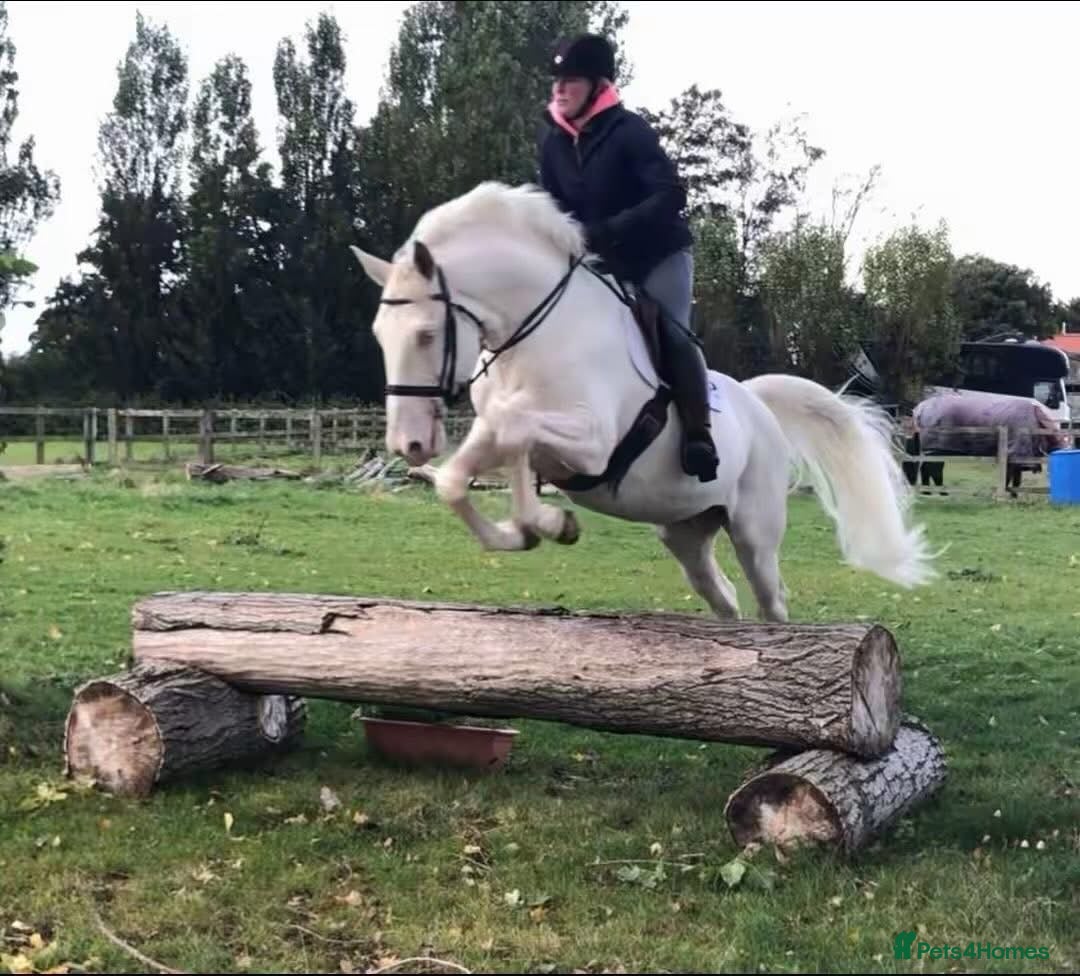 Belgian Warmblood horses for sale: SCHOOL MASTER /  LICENSED STALLION  - Image 5