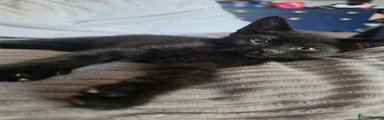 Domestic Shorthair 1
