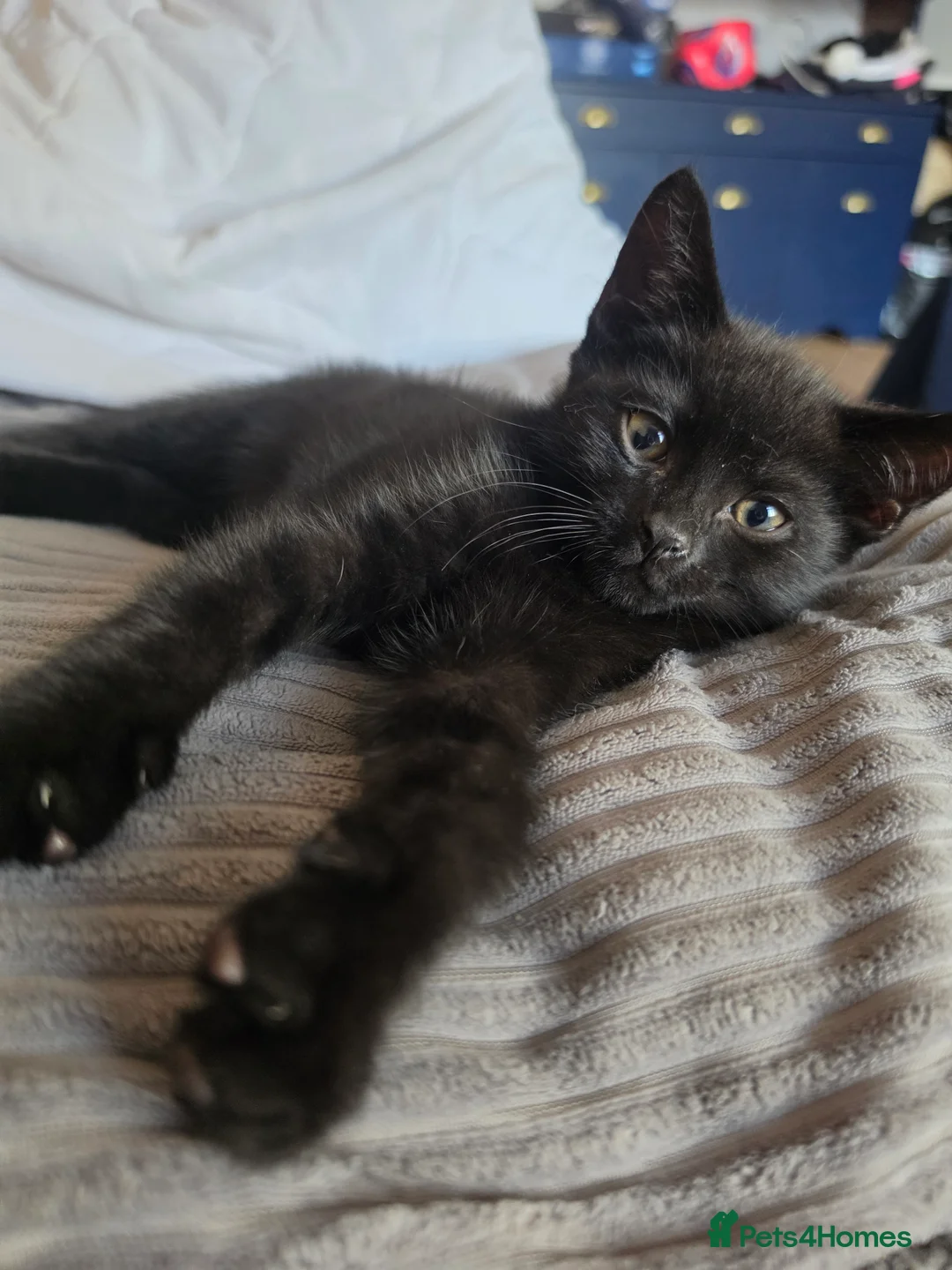 Domestic Shorthair cats for sale: Lovely kittens in Coventry - Advert 4