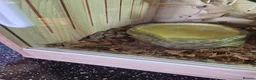 Boa Snake reptiles for sale: Boa constrictor viv included  in Wigton - Advert 3