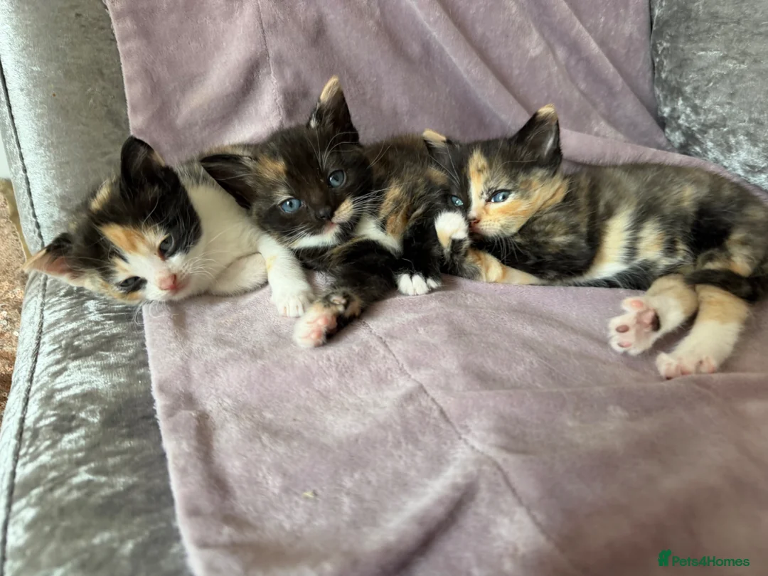 Mixed Breed cats for sale: Calico Beautiful-Mum Siamese Dad Ragdoll Bengal  - Advert 1