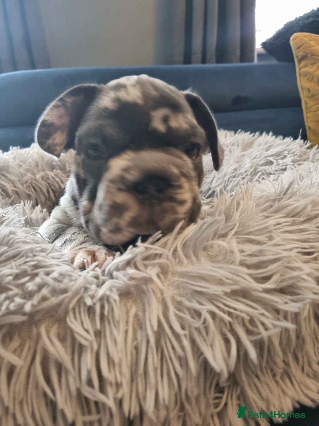 French Bulldog dogs for sale: beautiful frenchies - Image 31