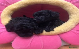 Miniature Poodle dogs for sale: 6 beautiful miniature poodles  - Image 4