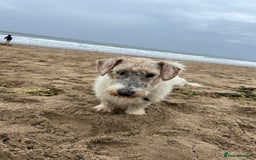 Sealyham Terrier dogs for sale: Sealyham terrier crosses  - Image 8
