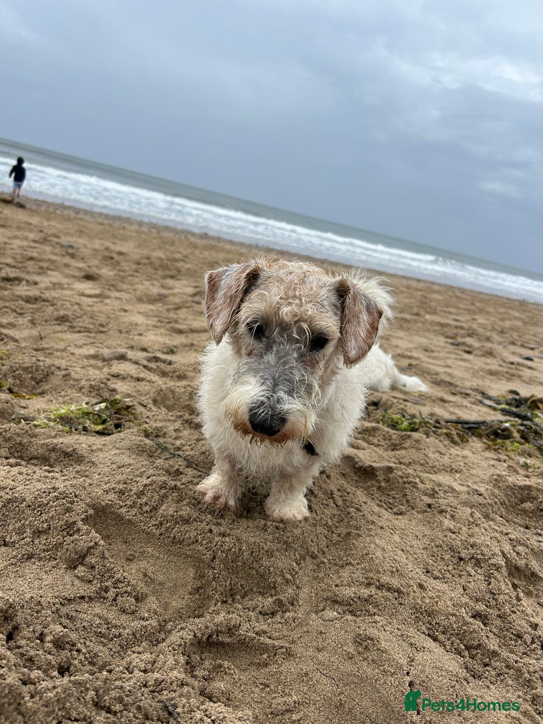 Sealyham Terrier dogs for sale: Sealyham terrier crosses  - Image 8
