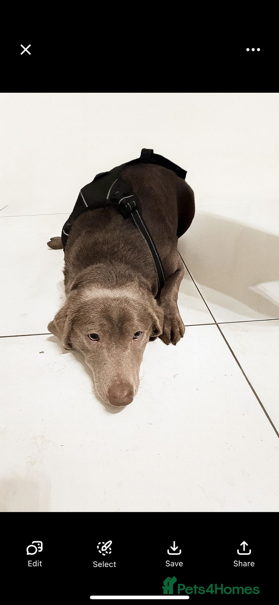 Labrador Retriever dogs for sale: Labrador Female kc reg  - Advert 2
