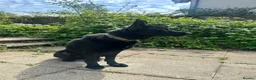 German Shepherd dogs for sale: Black, Pedigree German shepherd male - 3 years old - Advert 3