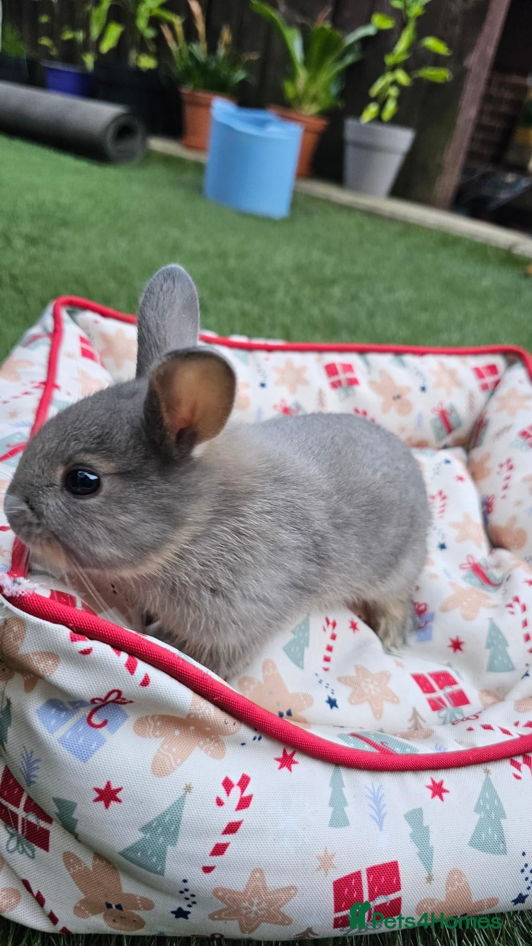 Netherland Dwarf rabbits Adorable Baby Rabbits for Sale – Beautiful Colours - Advert 3