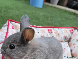 Netherland Dwarf rabbits Adorable Baby Rabbits for Sale – Beautiful Colours - Advert 3