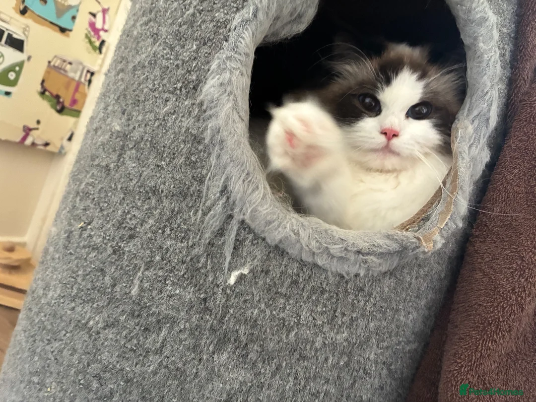 Ragdoll cats for sale: Pedigree ragdoll female  - Advert 3