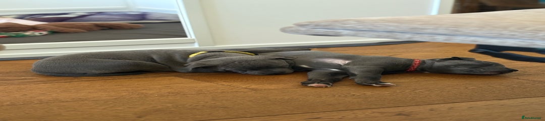 Staffordshire Bull Terrier Puppy 4